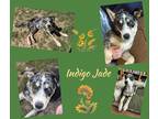 Adopt Indigo Jade a Tricolor (Tan/Brown & Black & White) Australian Shepherd /