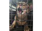 Adopt Fiona a Brown Tabby Domestic Shorthair / Mixed Breed (Medium) / Mixed