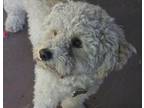 Adopt Charlie (two) a Poodle (Toy or Tea Cup) dog in Half Moon Bay