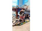 Adopt Glenn coco a Black - with White German Shorthaired Pointer / Boxer / Mixed