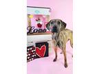 Adopt Rosemary a Hound (Unknown Type) / Boxer / Mixed dog in Sprakers