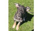 Adopt Malia a German Shepherd Dog / Mixed dog in Sprakers, NY (41417678)