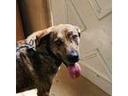 Adopt Ruby a Brindle Plott Hound / Mixed dog in Luttrell, TN (41417663)