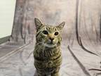 Adopt Cassian a Brown Tabby American Shorthair (short coat) cat in Bethel