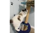 Adopt Clara a Cream or Ivory Siamese / Mixed (short coat) cat in Bluefield