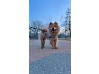 Adopt Luna a Tan/Yellow/Fawn Chow Chow / Mixed dog in Prescott, ON (40755806)