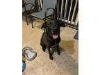 Adopt Masha a Brown/Chocolate - with Black Lakeland Terrier / Staffordshire Bull