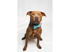 Adopt Chestnut a Red/Golden/Orange/Chestnut American Staffordshire Terrier /