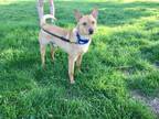 Adopt Fergus a Red/Golden/Orange/Chestnut Shiba Inu / Mixed dog in Lewis Center