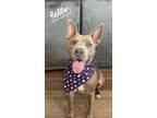 Adopt Ellie a Tan/Yellow/Fawn - with White American Pit Bull Terrier / Mixed