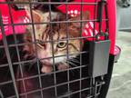 Adopt Mossa a Brown Tabby Domestic Shorthair / Mixed Breed (Medium) / Mixed