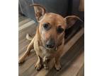 Adopt Banner a Red/Golden/Orange/Chestnut Dachshund / Beagle / Mixed dog in