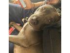 Adopt Avery a Merle Pharaoh Hound / Mixed Breed (Medium) / Mixed (short coat)