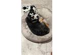 Adopt Georgia a Black - with Tan, Yellow or Fawn Australian Kelpie / Poodle