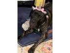 Adopt Raina a Brindle Cane Corso / Neapolitan Mastiff / Mixed dog in Spring