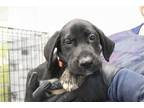 Adopt Bruno a Black Labrador Retriever / Plott Hound / Mixed dog in Mountain