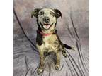 Adopt Midge a Brown/Chocolate Catahoula Leopard Dog / Mixed dog in Bethel