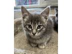 Adopt Mark a Gray, Blue or Silver Tabby Domestic Shorthair (short coat) cat in