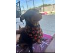 Adopt JoJo a Brown/Chocolate Miniature Pinscher / Mixed dog in Davenport