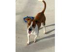 Adopt Gloria a White - with Red, Golden, Orange or Chestnut Jack Russell Terrier