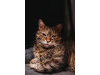Adopt 71638A Deirdre a Brown Tabby Domestic Shorthair / Mixed Breed (Medium) /