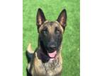 Adopt Bolt a Black Belgian Malinois / Mixed Breed (Medium) / Mixed (short coat)