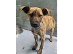 Adopt Spencer a Tan/Yellow/Fawn Labrador Retriever / Mixed Breed (Medium) /