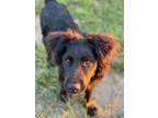 Adopt Grayson a Australian Shepherd / Mixed Breed (Medium) / Mixed dog in