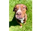 Adopt Missy a Rottweiler / American Staffordshire Terrier / Mixed dog in