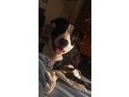 Adopt Beau a Black - with White Bullmastiff / Mixed dog in Mobile, AL (39124139)