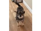 Adopt Bean a Gray/Blue/Silver/Salt & Pepper Standard Schnauzer / Border Terrier
