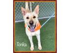 Adopt TONKA a Tan/Yellow/Fawn Carolina Dog / Shepherd (Unknown Type) / Mixed dog