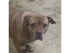 Adopt Boulder a Tan/Yellow/Fawn Shar Pei / Mixed dog in Zuni, VA (41417085)