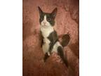 Adopt Toad a Gray or Blue (Mostly) American Shorthair / Mixed (short coat) cat