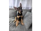 Adopt Beau a Black German Shepherd Dog / Mixed dog in Lewis Center