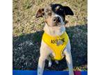 Adopt Bea (IL) a Tricolor (Tan/Brown & Black & White) Rat Terrier / Mixed dog in