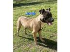Adopt Jorje (Smart ave #1) a Bullmastiff / Black Mouth Cur / Mixed dog in Pine