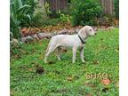 Adopt Shaq a Beagle / Mixed dog in Darlington, SC (41408313)