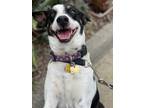 Adopt Mando a Tricolor (Tan/Brown & Black & White) Australian Cattle Dog / Jack