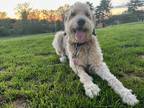 Adopt *PENDING* Butter Bear a White - with Tan, Yellow or Fawn Aussiedoodle /
