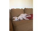 Adopt Speck a White - with Brown or Chocolate Cairn Terrier / Terrier (Unknown