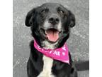 Adopt Abby a Black Labrador Retriever / Border Collie dog in Georgetown
