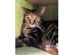 Adopt RAINBOW a Brown Tabby Domestic Shorthair (short coat) cat in Pegram