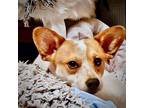 Adopt Jack Mulder (WA) a Red/Golden/Orange/Chestnut - with White Rat Terrier /