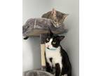 Adopt Koko a Black & White or Tuxedo American Shorthair / Mixed (medium coat)