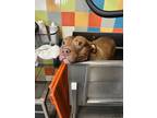 Adopt Bruno a Tan/Yellow/Fawn - with White American Pit Bull Terrier / Mutt /