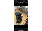 Adopt Scout a Black - with White Goldendoodle / Mixed dog in Denton