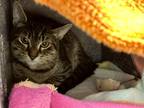 Adopt Beacon a Brown Tabby Domestic Shorthair / Mixed Breed (Medium) / Mixed