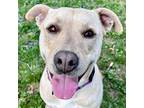 Adopt Christina - Reduced Fee! a Tan/Yellow/Fawn Labrador Retriever / Mixed dog