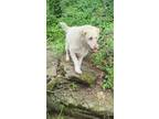 Adopt Marley a Tan/Yellow/Fawn Labrador Retriever / Poodle (Standard) / Mixed